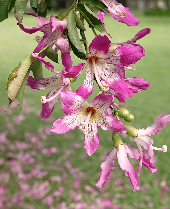 p2009 10 l 01770ms