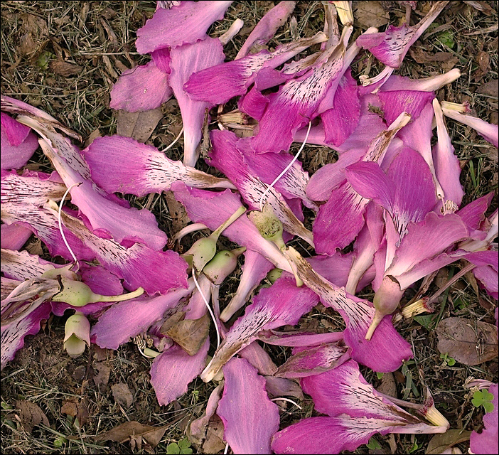 p2009 10 l 01771ms