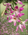 p2009 10 l 01770ms